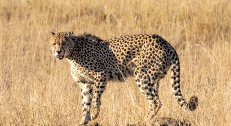 Felino está oficialmente extinto no país desde 1952; Namíbia cederá oito exemplares ao governo indiano