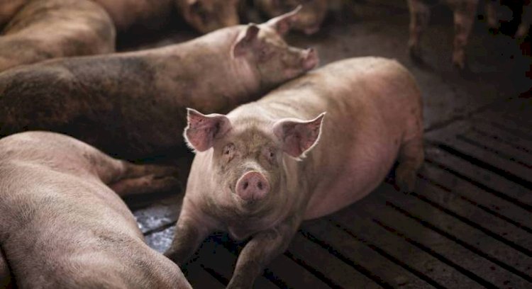 EUA emitem alerta após primeira infecção humana do ano por vírus da gripe que atinge porcos