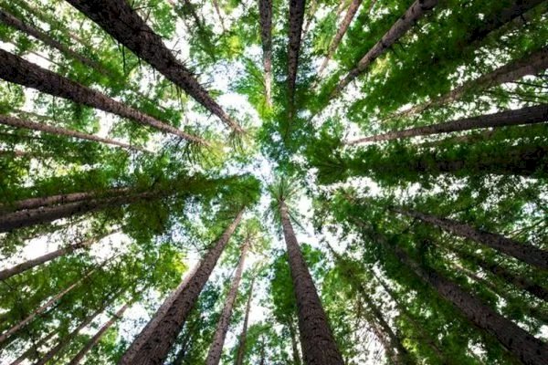 Conservação Internacional vai reflorestar até três mil hectares no ES
