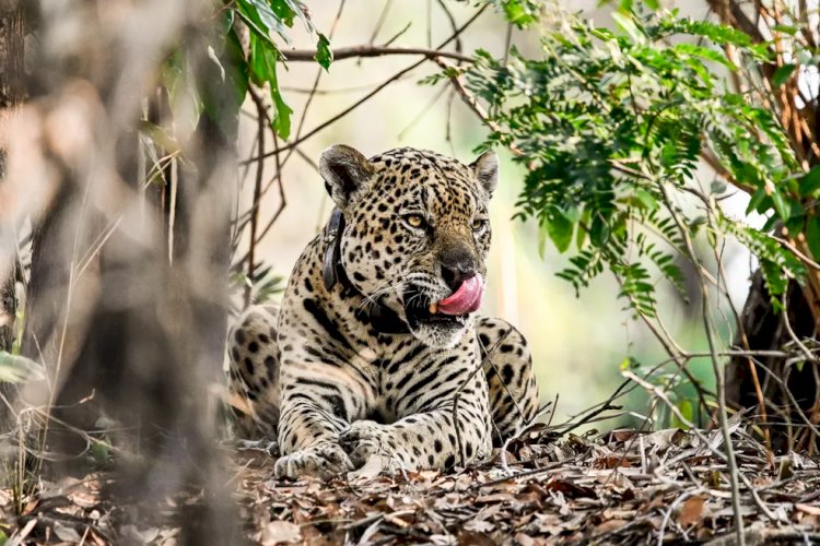 Quase metade das onças-pintadas tiveram habitat afetado pelas queimadas no Pantanal, aponta estudo