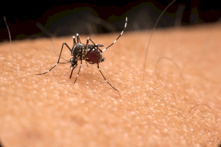 DF teve quase 80 mil suspeitas de dengue notificadas em 2022