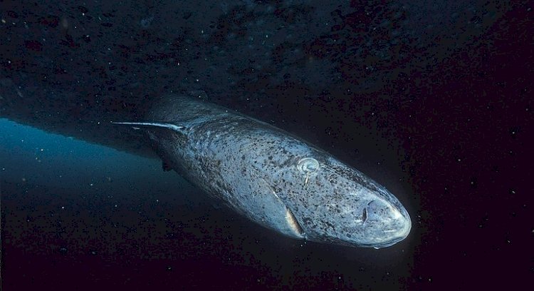 Tubarão-da-groelândia é o animal mais velho da Terra, com idade estimada de 390 anos