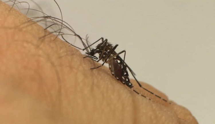 Brasil vive explosão de casos de dengue em 2022; ano pode terminar com recorde de mortes pela doença