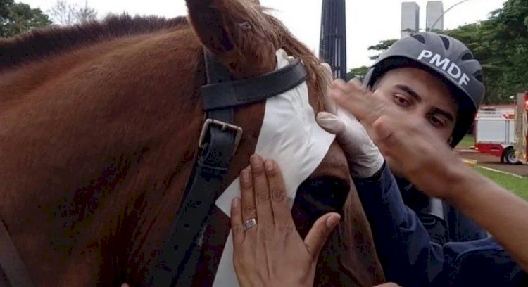 Agressão a cavalo da polícia durante atos extremistas no DF gera comoção nas redes sociais