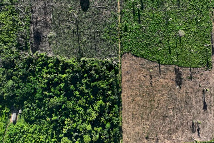 Fevereiro ainda não acabou, mas alertas de desmate na Amazônia batem recorde para o mês