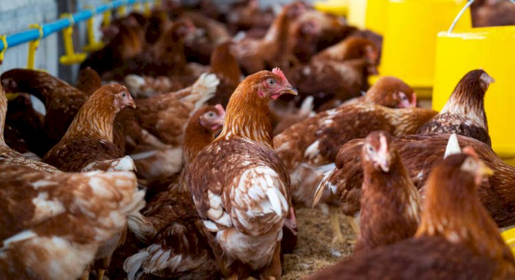 Gripe aviária H5N1 acende alerta global após morte de criança no Camboja e caso na China