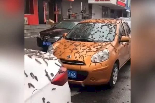 “Chuva de vermes” na China viraliza nas redes sociais; entenda