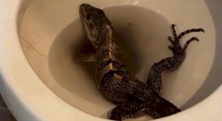 Parece cena de filme! Iguana hollywoodiana furiosa é encontrada dentro de vaso sanitário