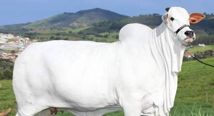 Conheça a vaca mais cara do mundo, avaliada em R$ 21 milhões
