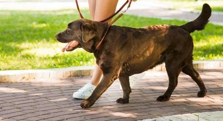 Cuidado! Saiba as doenças que os cachorros podem contrair em parques e como evitá-las