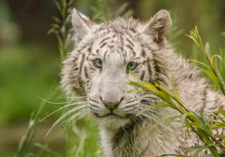 Filhote de tigre branco é resgatado de cativeiro e vai para santuário