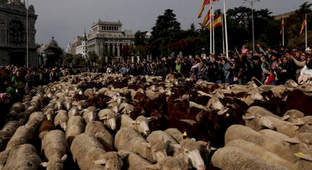 Ovelhas tomam as ruas de Madri em antiga rota de pastoreio