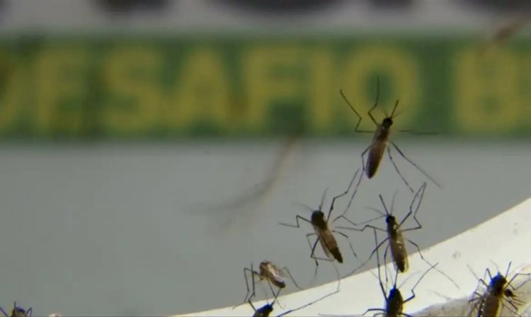 Dengue avança em ritmo acelerado no estado do Rio de Janeiro