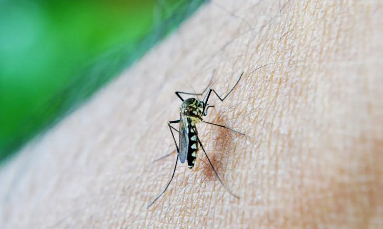Brasil ultrapassa meio milhão de casos prováveis de dengue