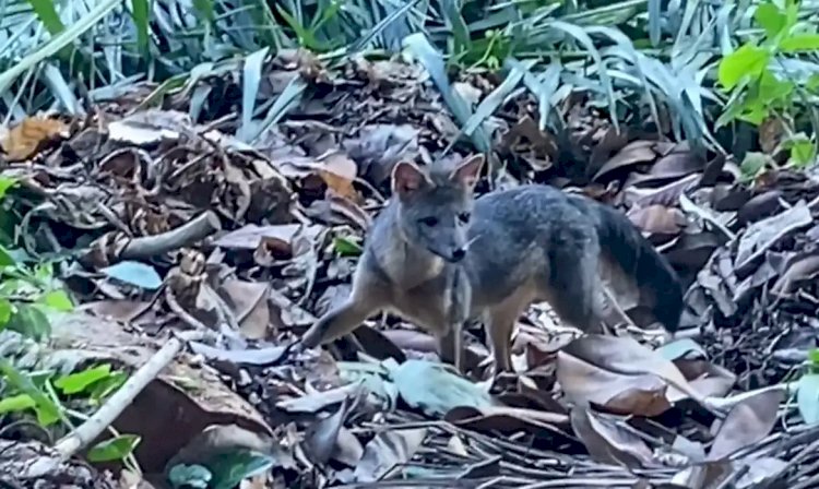 Rio de Janeiro: cachorro-do-mato faz visita diurna ao Parque Lage