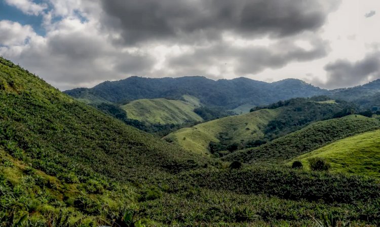 Operação contra o desmatamento da Mata Atlântica começa em 17 estados